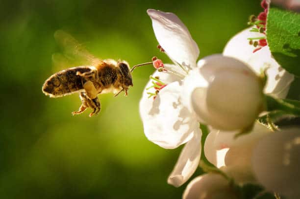 10 choses qui attirent les nuisibles du printemps