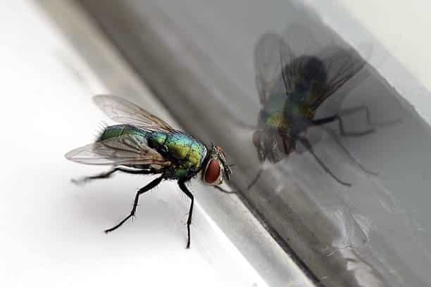 Conseils pour lutter contre les infestations de mouches en été