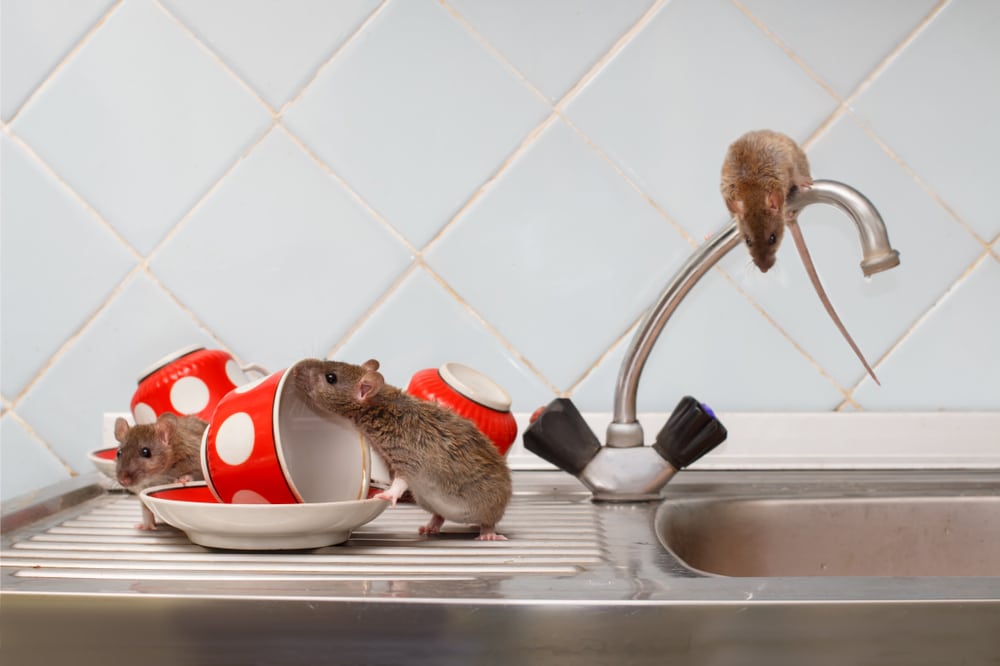 Ce qu’il ne faut pas faire si vous ne voulez pas attirer les rats chez vous