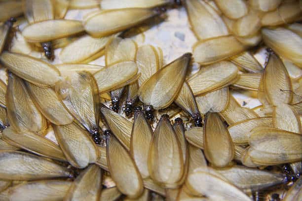 Les essaims de termites signifient-ils que vous avez une infestation de termites chez vous ?