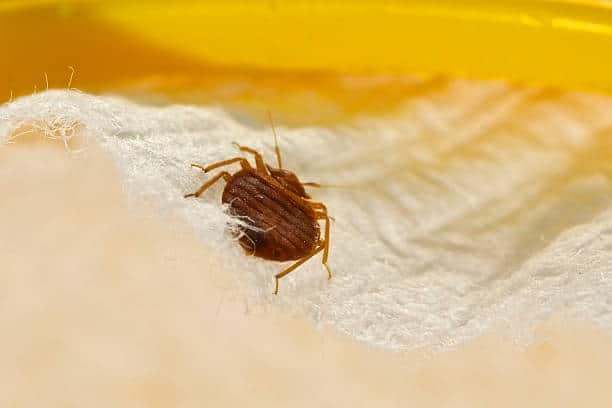 Guide sur la punaise de lit : Comprendre, prévenir et éliminer l’infestation.