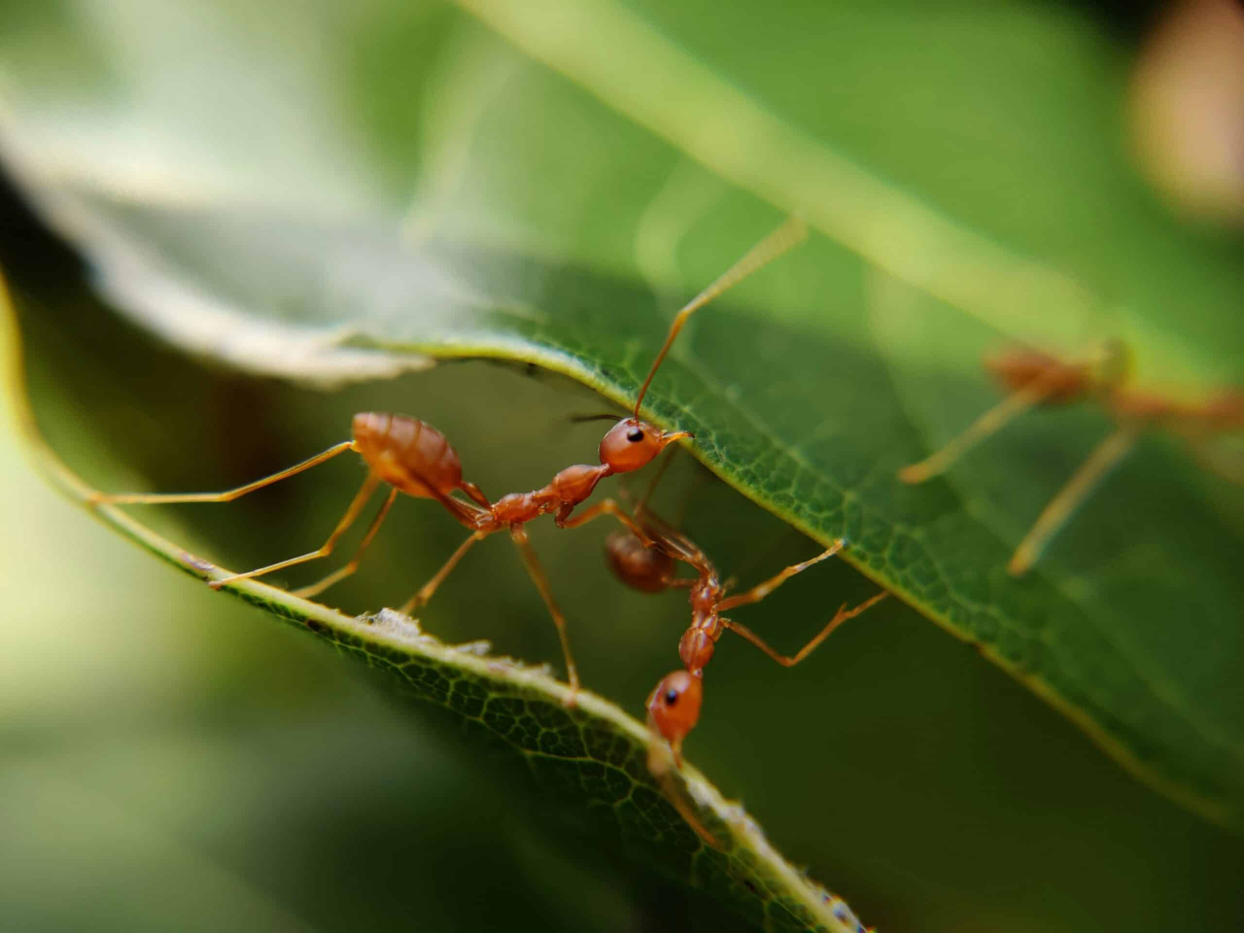 Printemps et Fourmis : Comprendre pour Mieux Agir