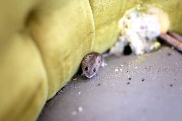 Lutte antiparasitaire : les dangers des excréments de souris.