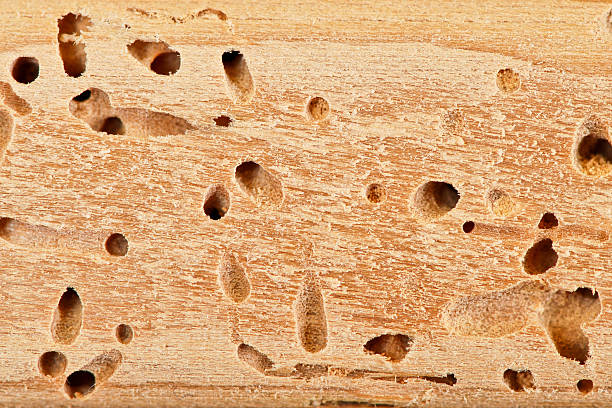 Les dégâts causés par les termites