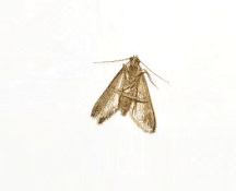 MITE