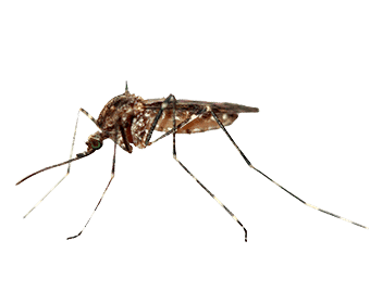 Moustique commun vs moustique tigre : quelles différences et comment s’en protéger ?