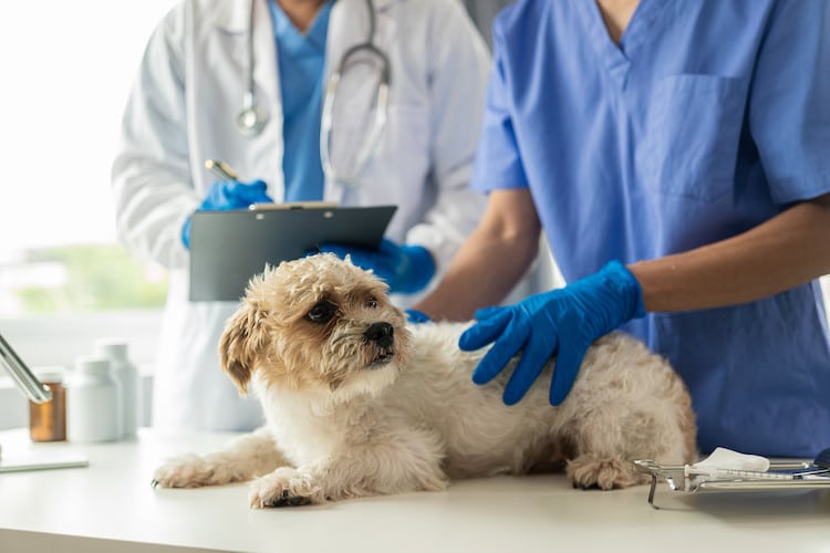 Protégez votre domicile et vos animaux contre les puces