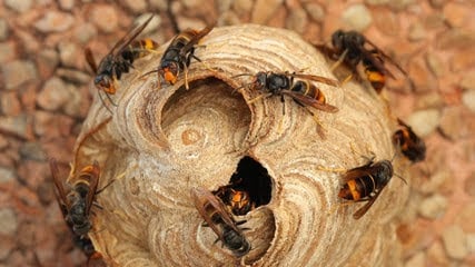 Protection des abeilles contre les frelons asiatiques : enjeux et solutions