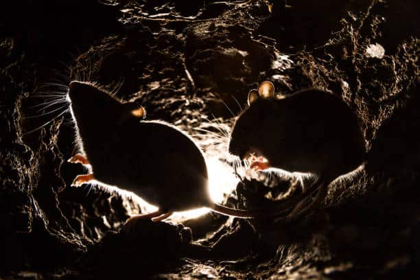 Rats et souris : comment protéger votre intérieur des nuisibles cet automne