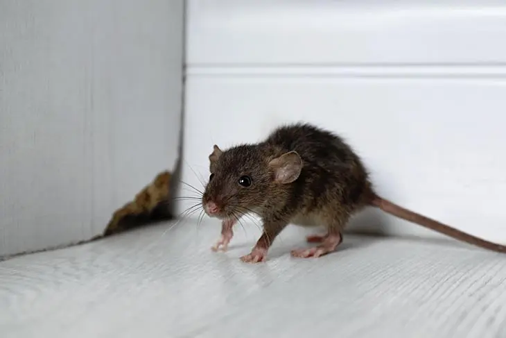Comment les souris s’infiltrent-elles dans votre maison ?